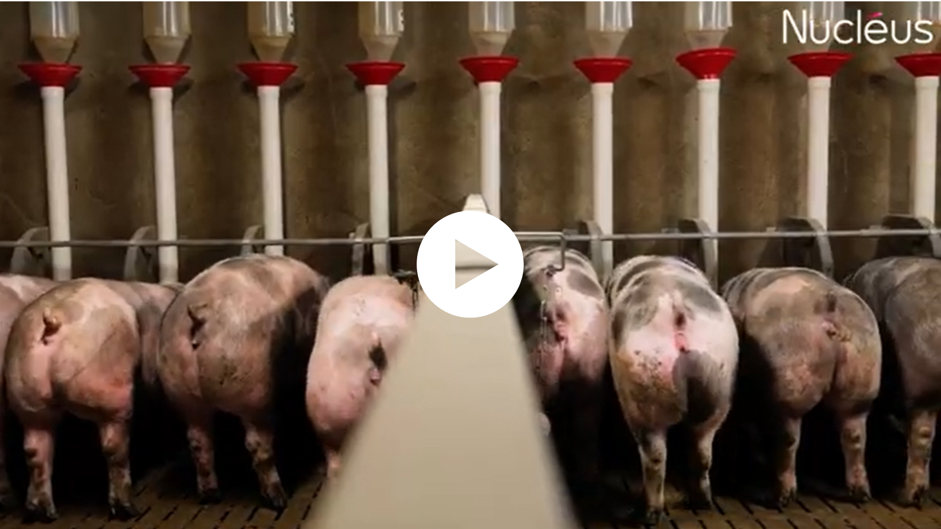 Img video Pietrain - EN