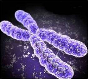 Chromosome