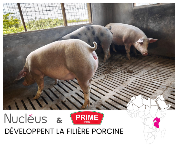 Image ferme Ouganda