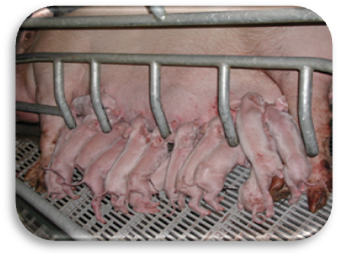 sow_farrowing2